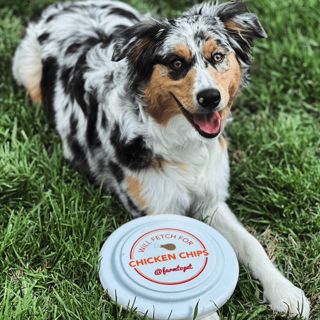 Will Fetch for Chicken Chips Dog Frisbee | Fun Toy for Dogs and Humans