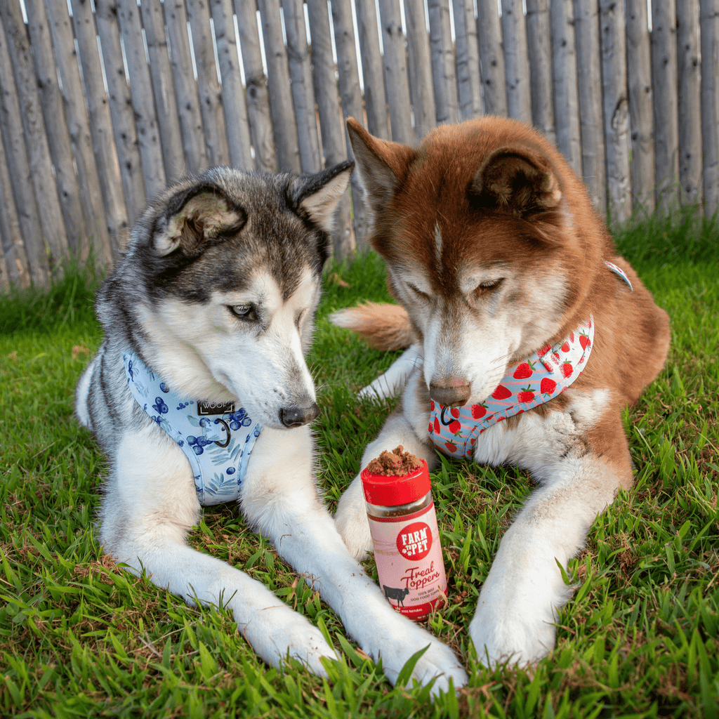 Treat Topper Beef Dog Food Topper | Powdered Meal Topper for Pets