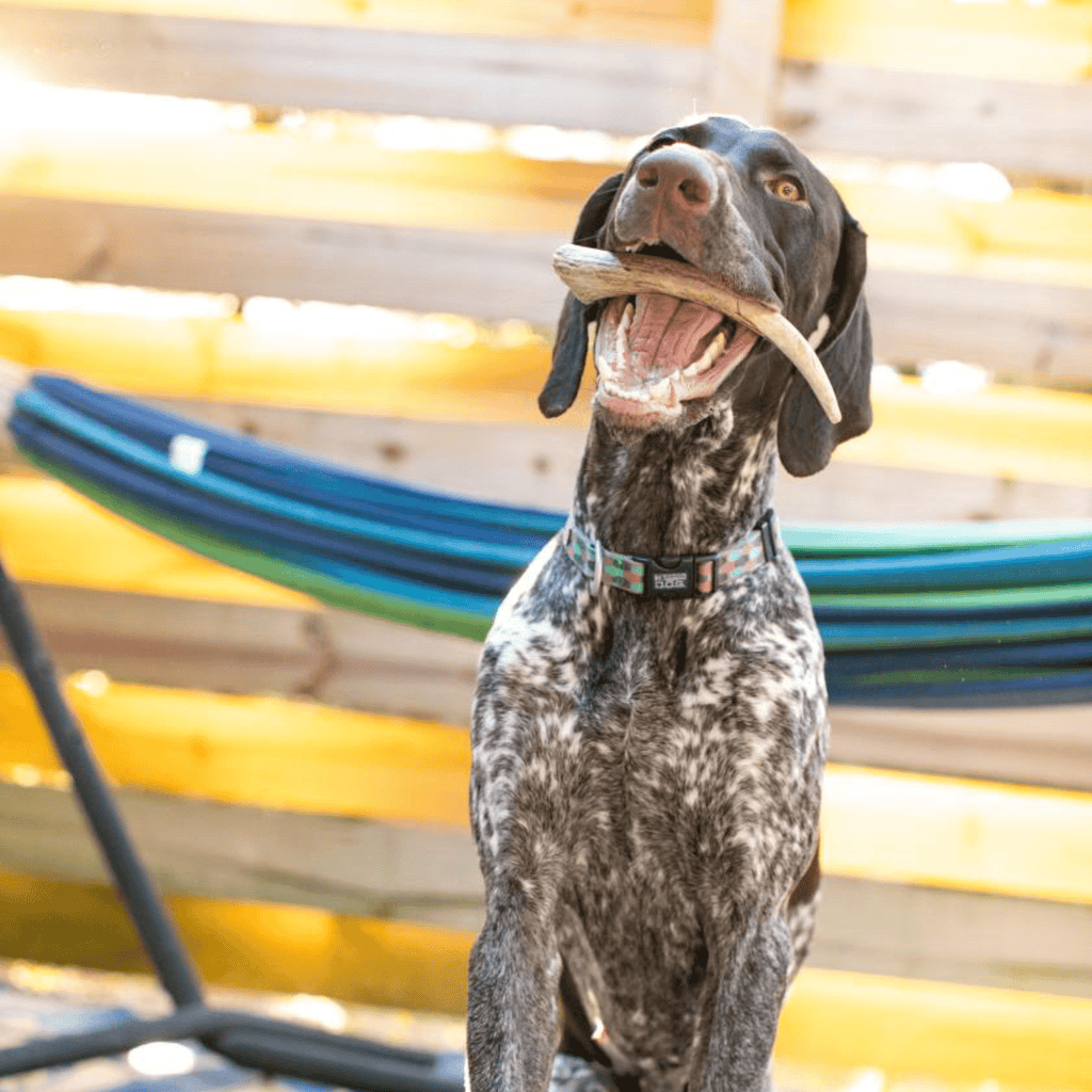Reindeer Antler Dog Chews | Organic Chews for Dogs